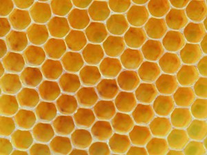 honeycomb-scaled