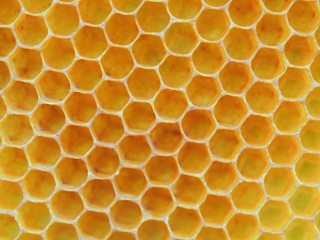 SCIENTIFIC AMERICAN • Ancient Honey-and-Vinegar Combo Could Actually Treat Infected Wounds